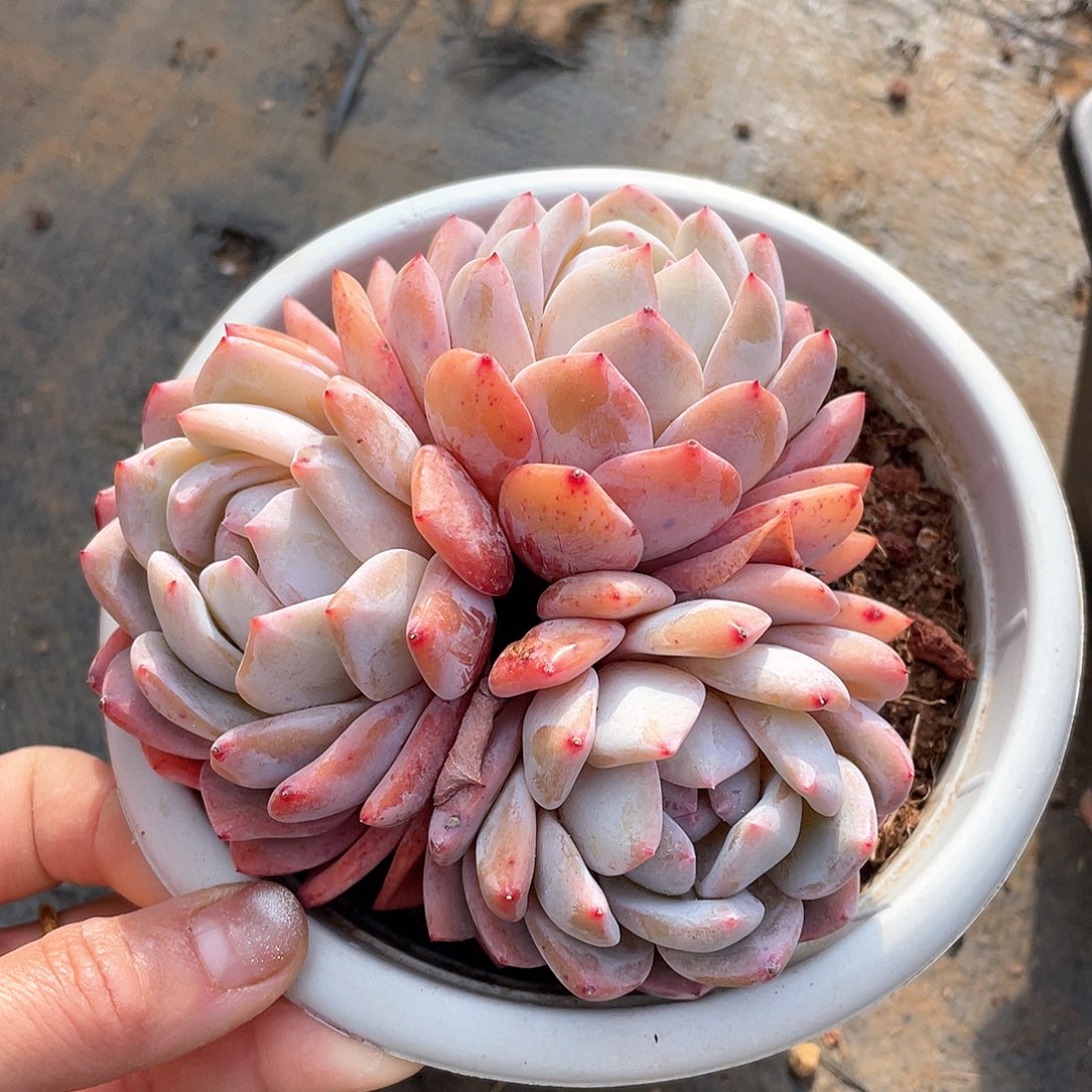 多肉植物多肉植物