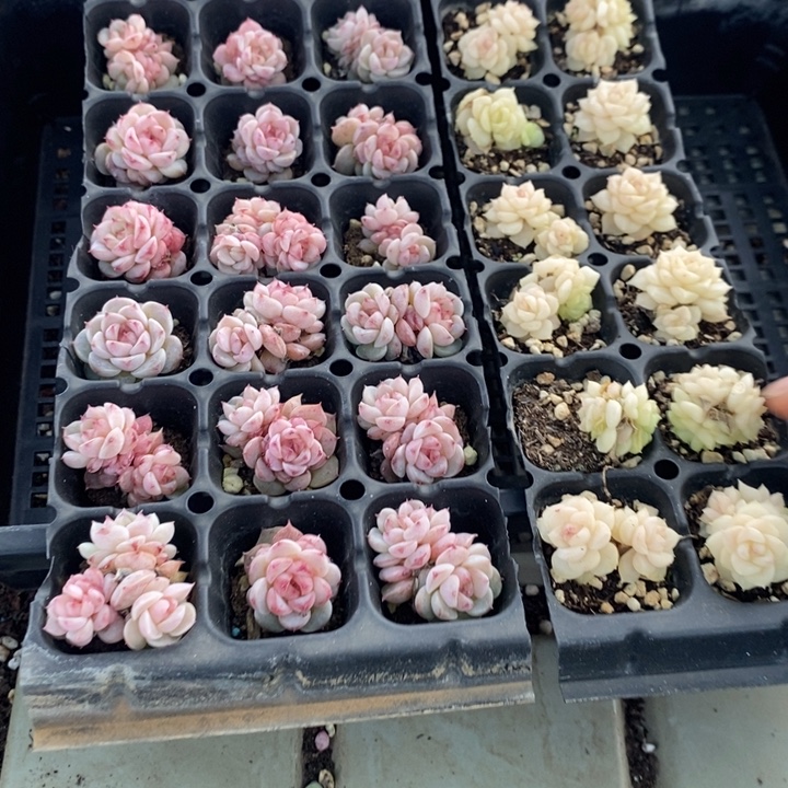 195 多肉植物盆栽花卉