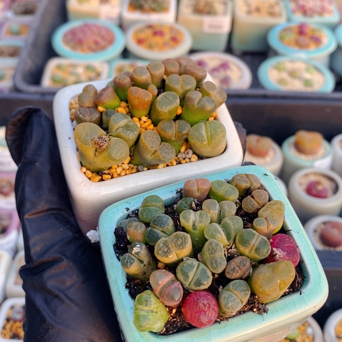 未*雪200377-一物一拍