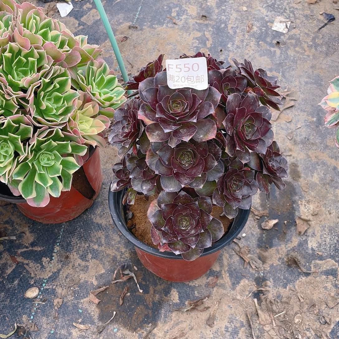 550魅金玫瑰多肉小损不包