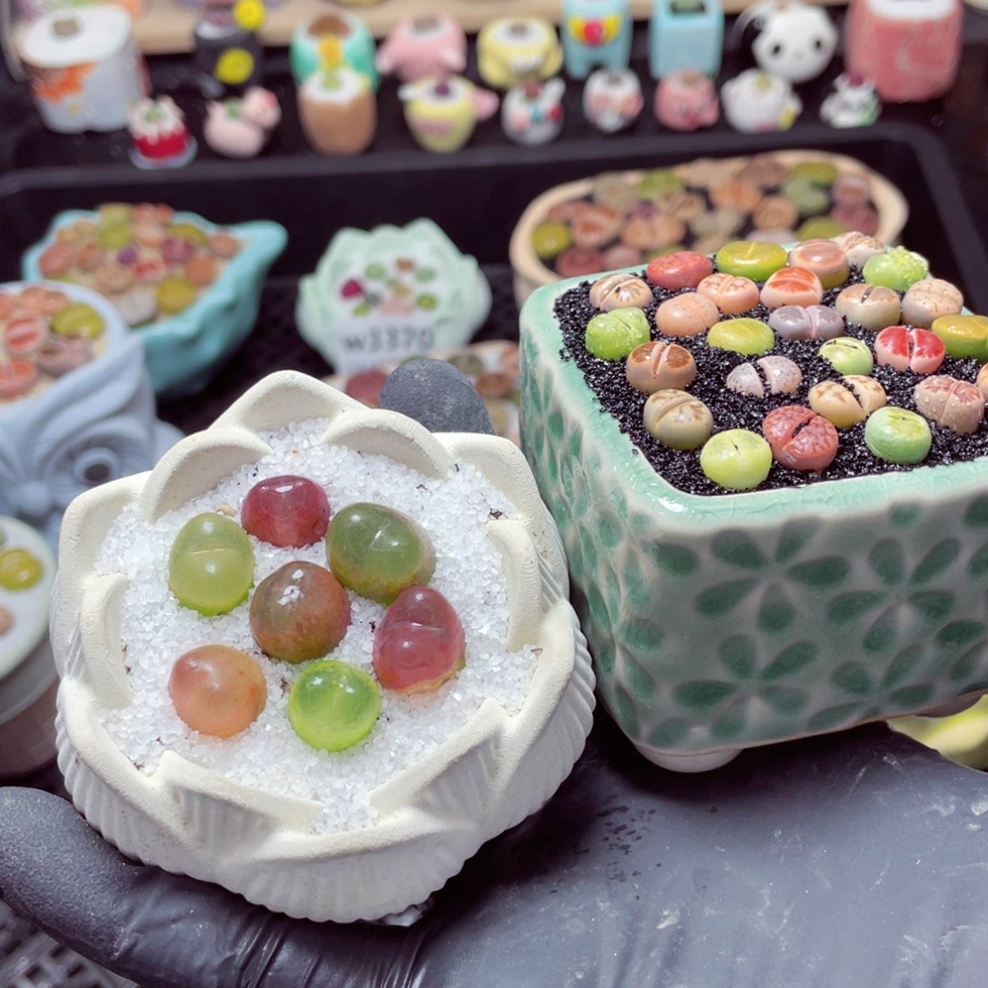 w3371--带盆土发货，零下地区拍保温箱