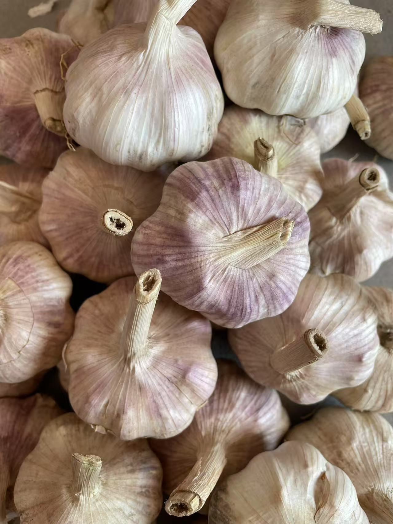 正宗紫白皮大蒜5斤新干蒜产地直发可做腊八蒜糖醋蒜辛辣提香
