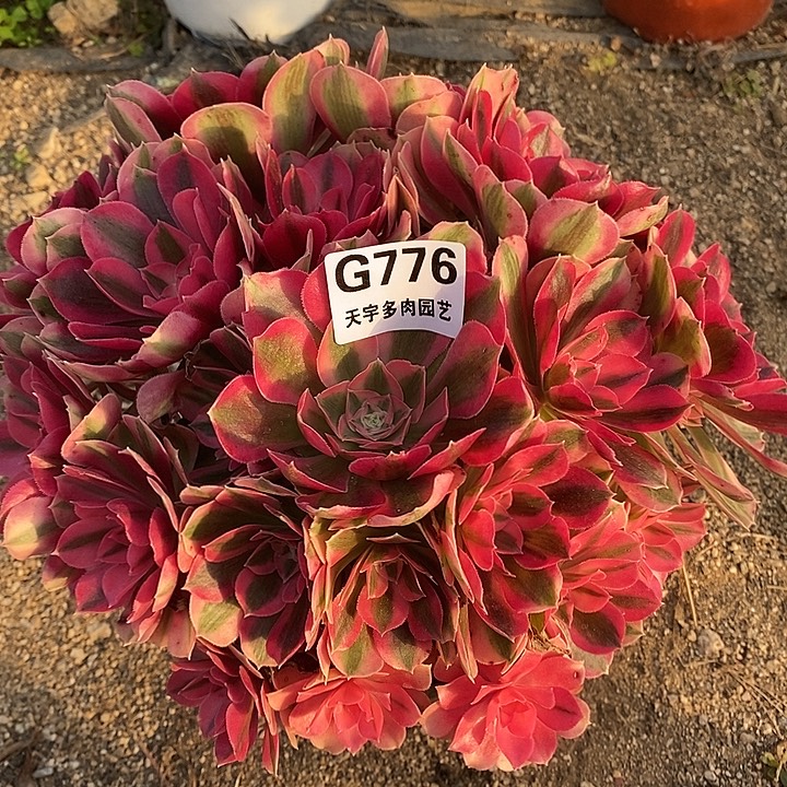 多肉植物女巫776多肉