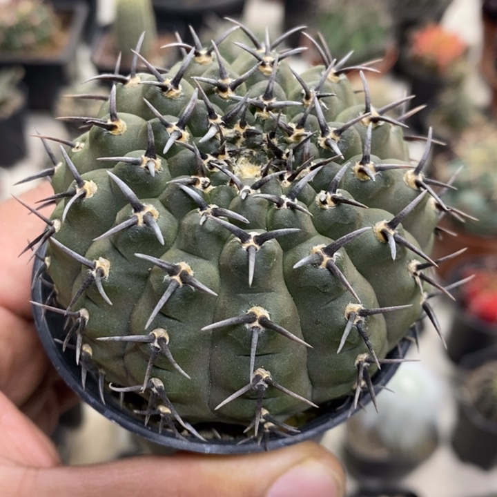 实生黑刺凤头特价福利
