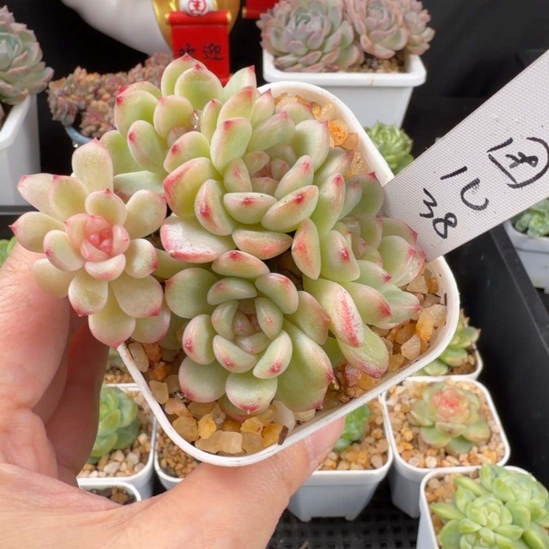 糖***儿唐团一颗甜心五头群