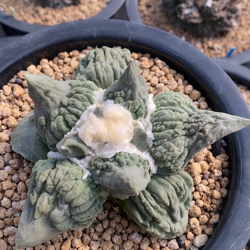 【闪购商品】自根怒