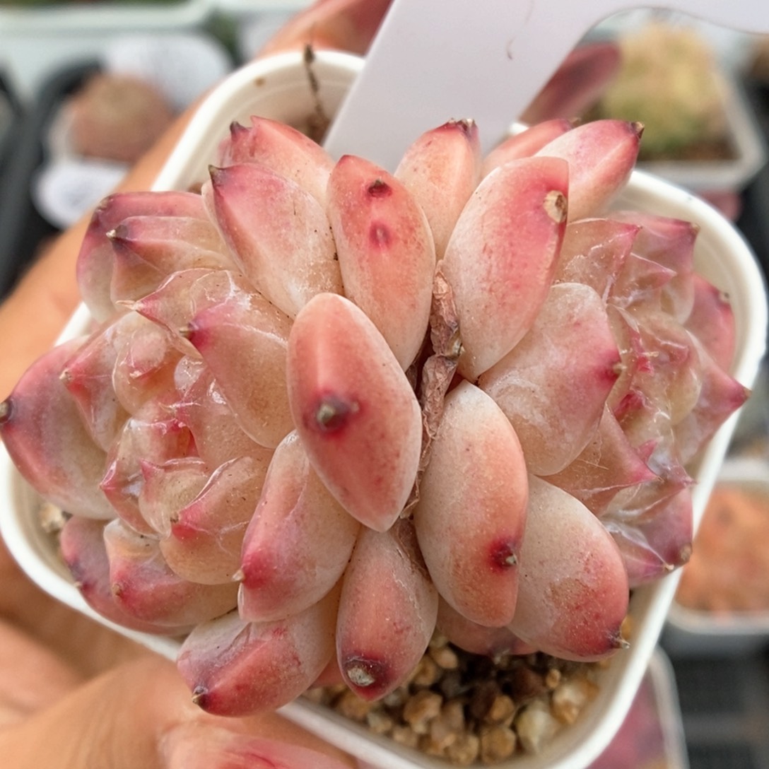 糖心粉魄双头可拍959号