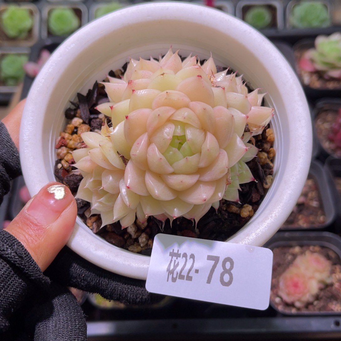 花22-78麦秆群生