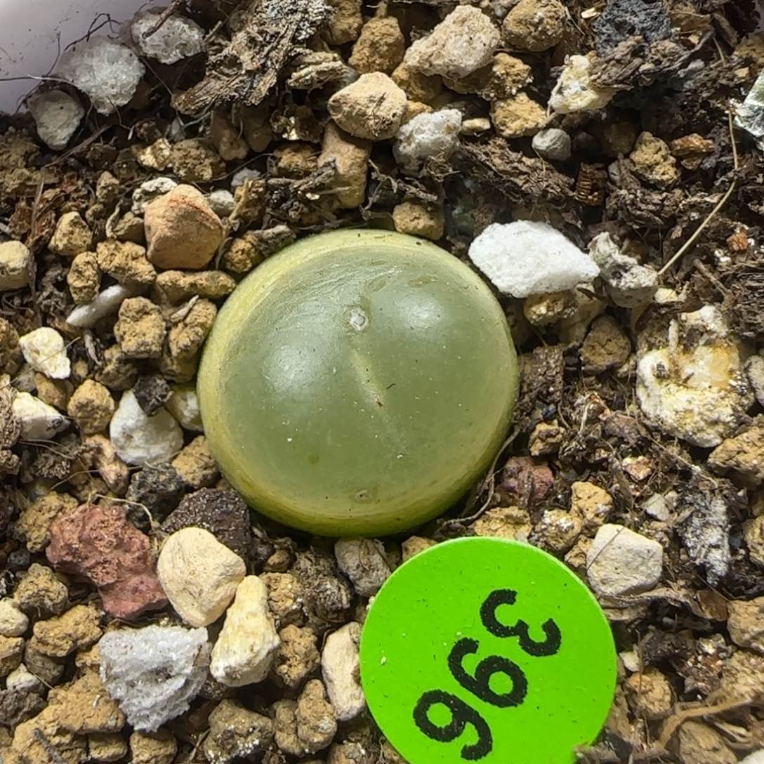 拉登1.4+多肉植物396