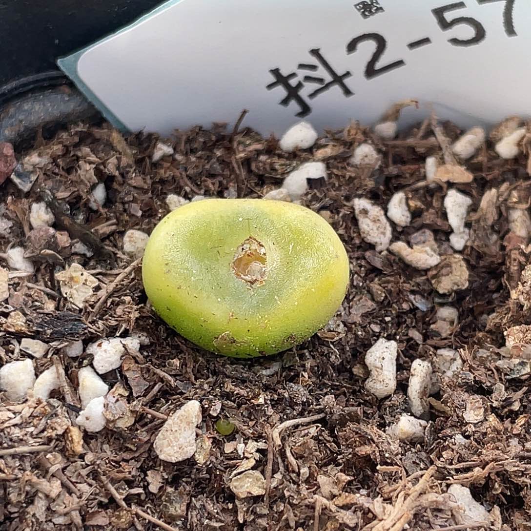 2-57水晶鞋多肉植物