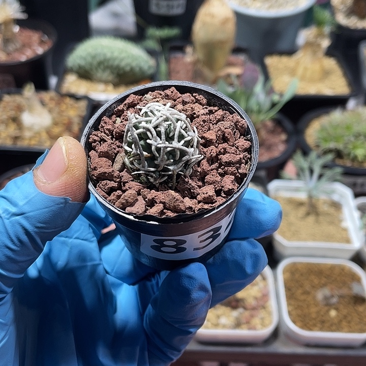 832飞鸟狂刺仙人球