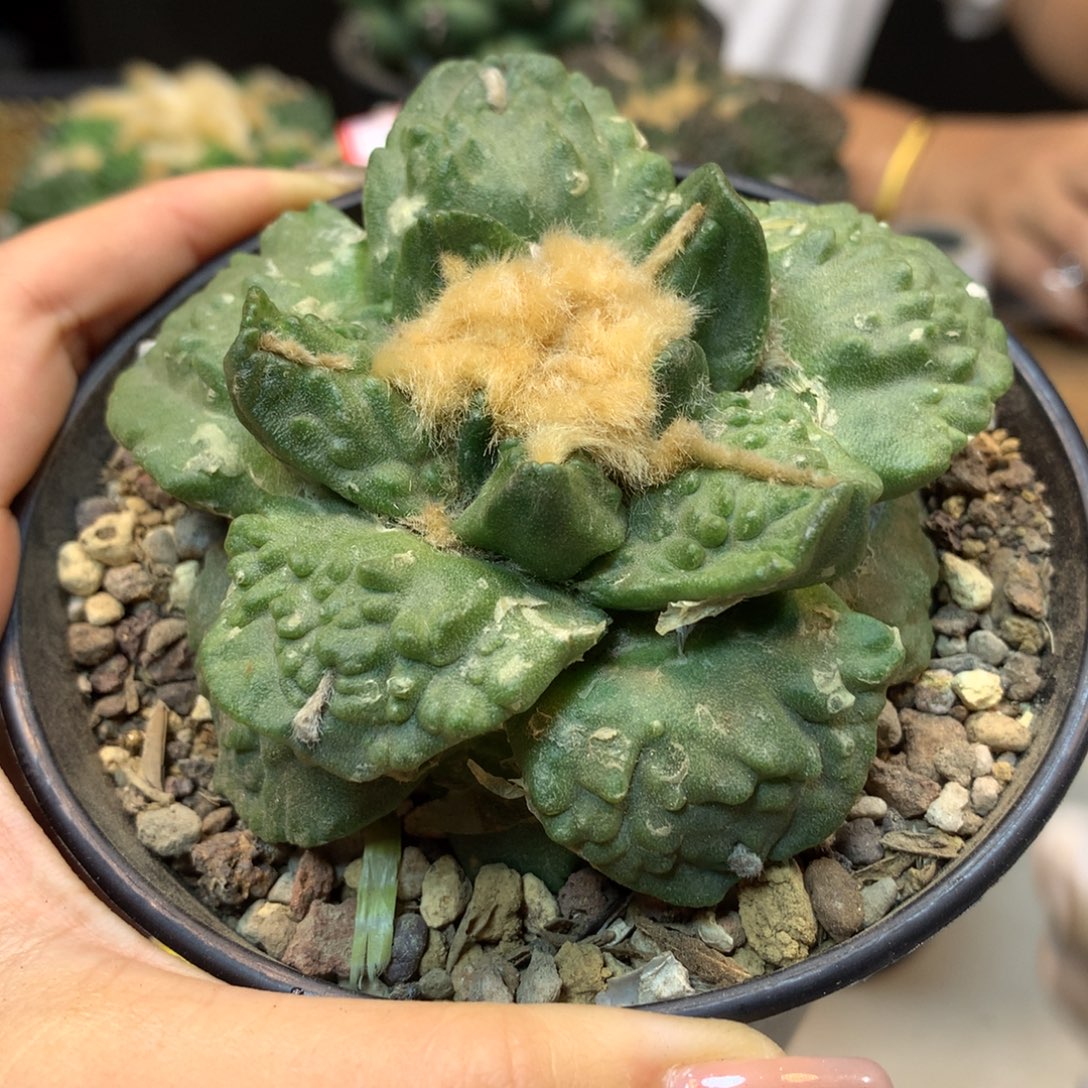    19号 自根 翘尤怒涛岩牡丹8公分带盆土发货