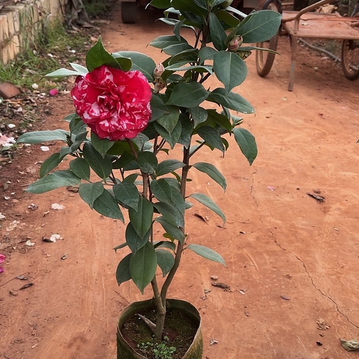 以实际为准青叶贝拉复色50