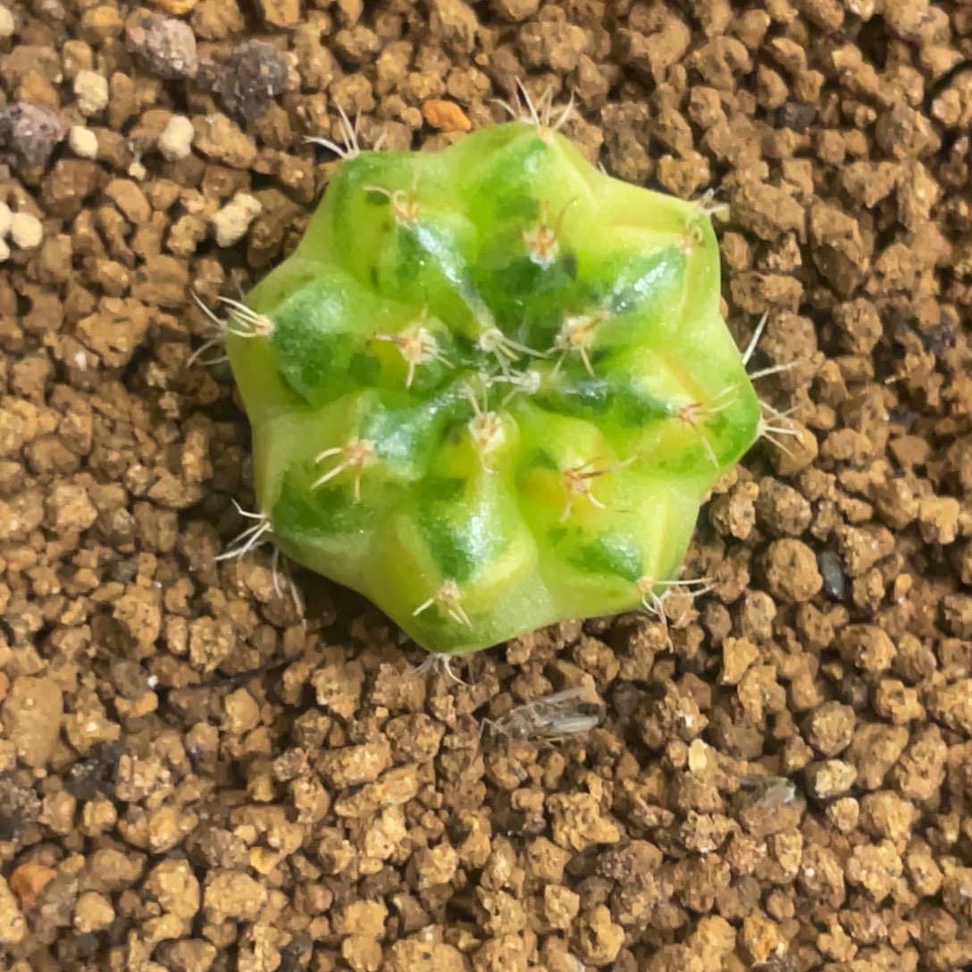 当前无花朵，栽培后可花朵绿袖子