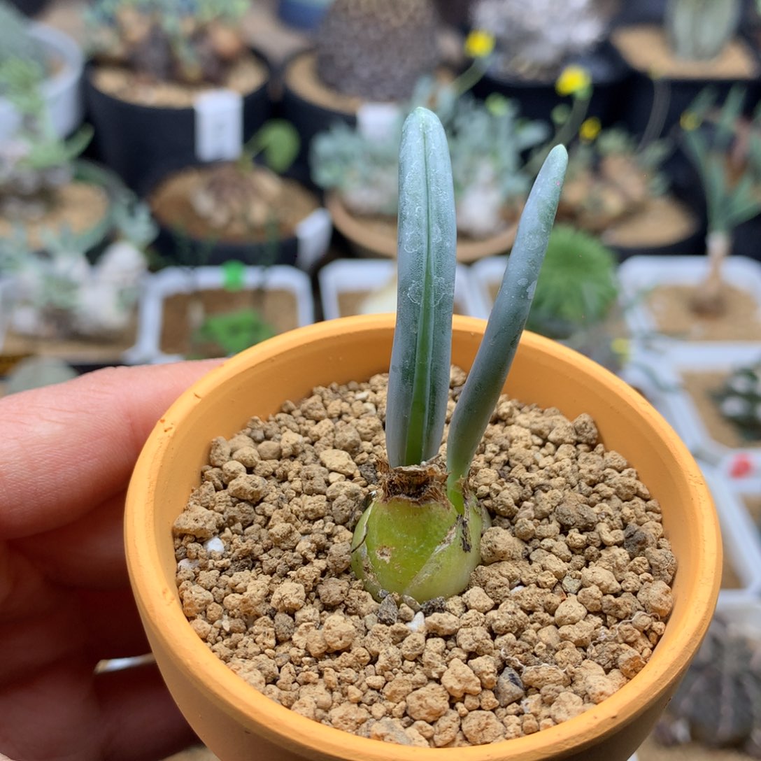 金箍棒双头带盆多肉