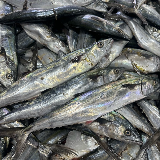 大连本地鲅鱼 燕鲅鱼 马鲛鱼4斤包邮（刺少肉嫩必脱刺易破肚）