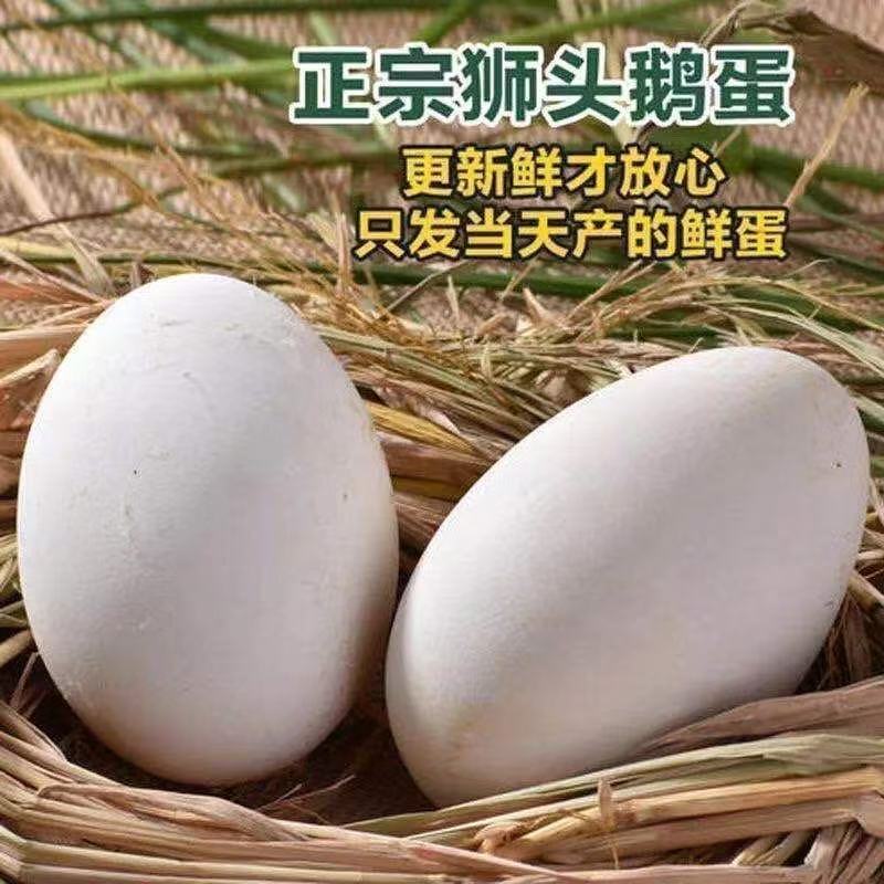 狮头鹅鹅蛋顺丰包邮