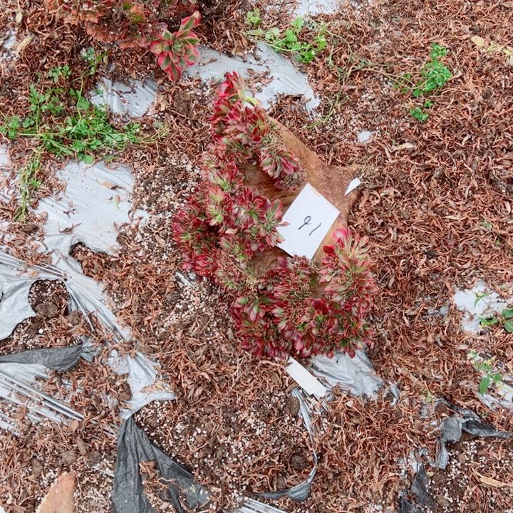 女郎醉话16号多肉法师