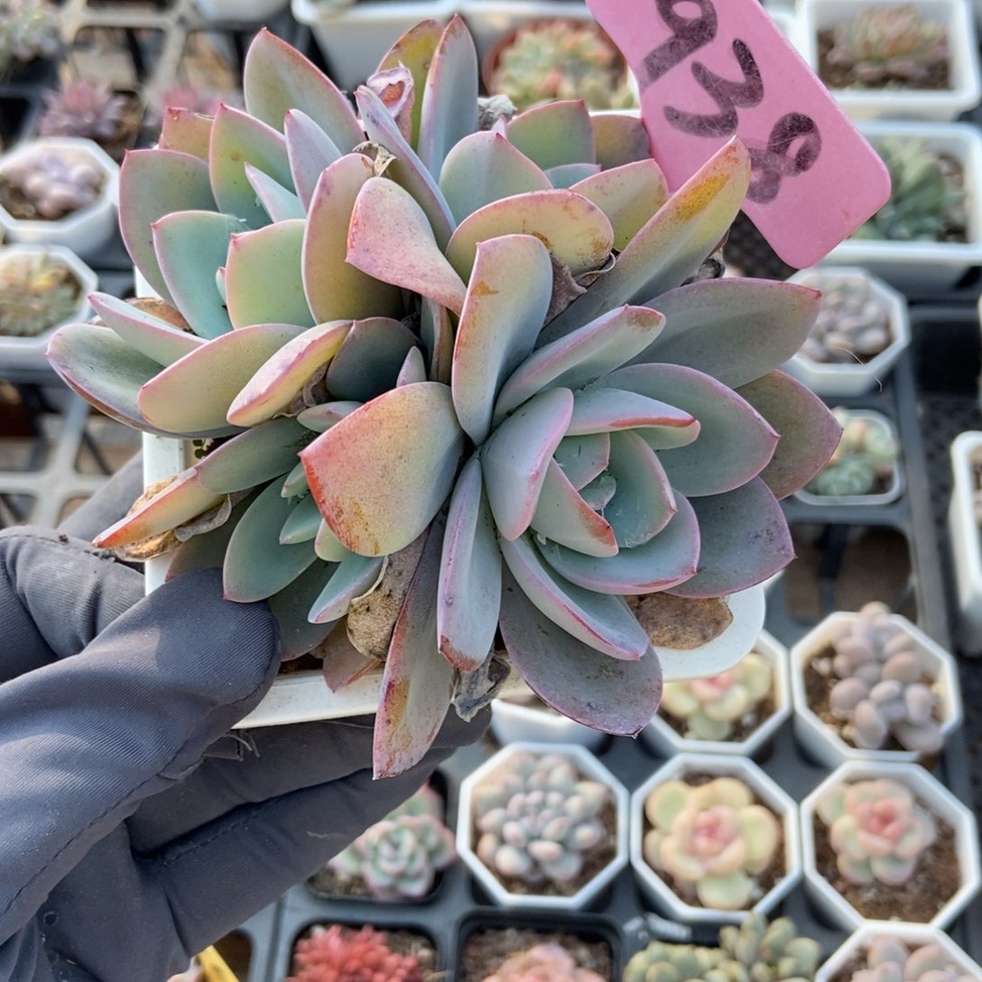 938布鲁蓝多肉植物