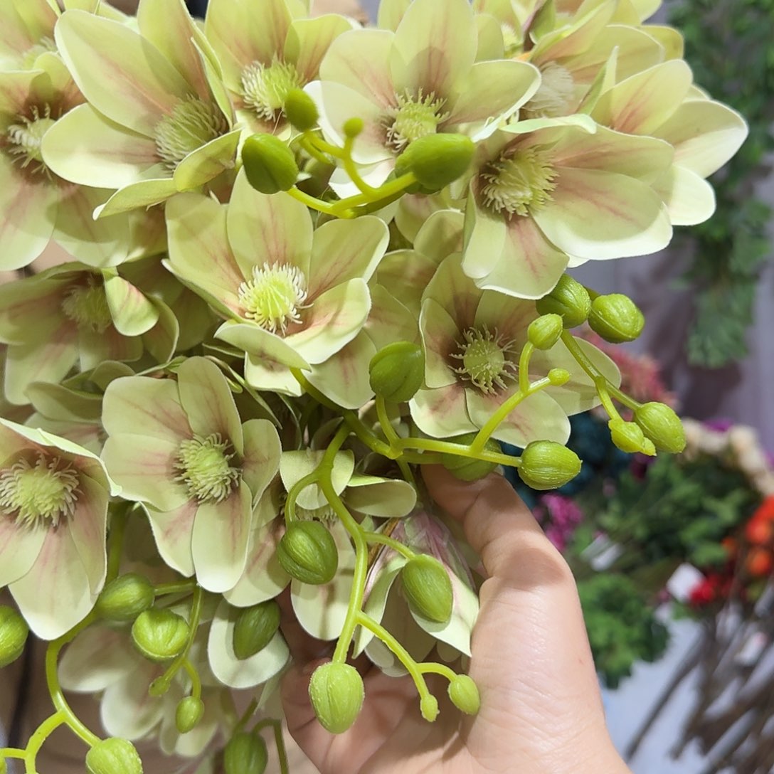 绿色手感惠兰5枝装