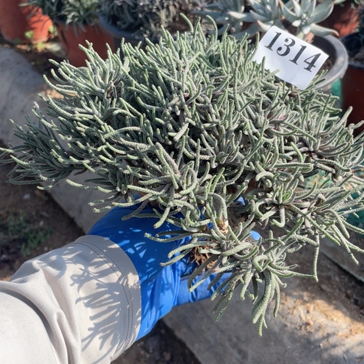 314号天赐多肉植物有微瑕