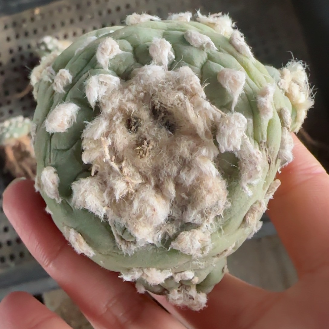 萝卜根草球多肉0000