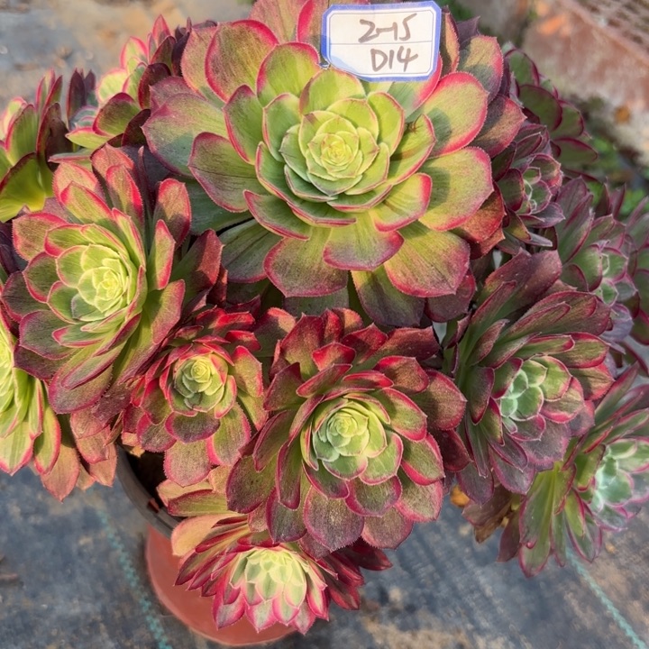 莲花歪多肉断枝不包14