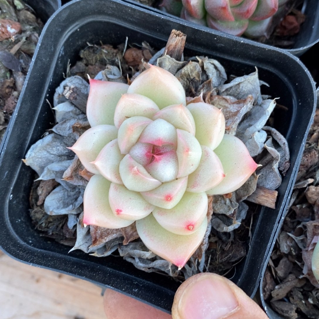 精品多肉一物一柏不包整78