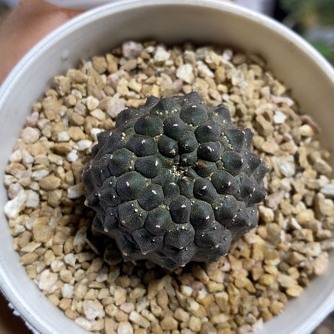 裸萼大戟222号3.6cm