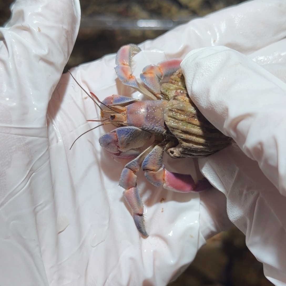 3号 2.1口 胭脂粉蓝