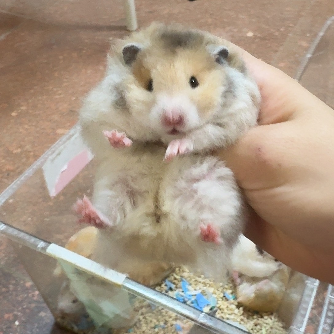 蟑***霸卷毛火波利妹妹金丝熊