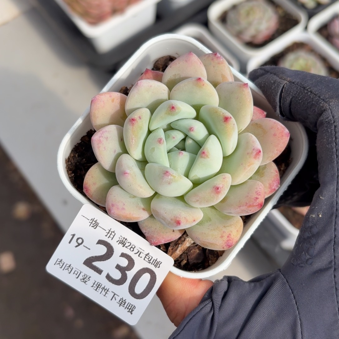 望舒无盆土发货无