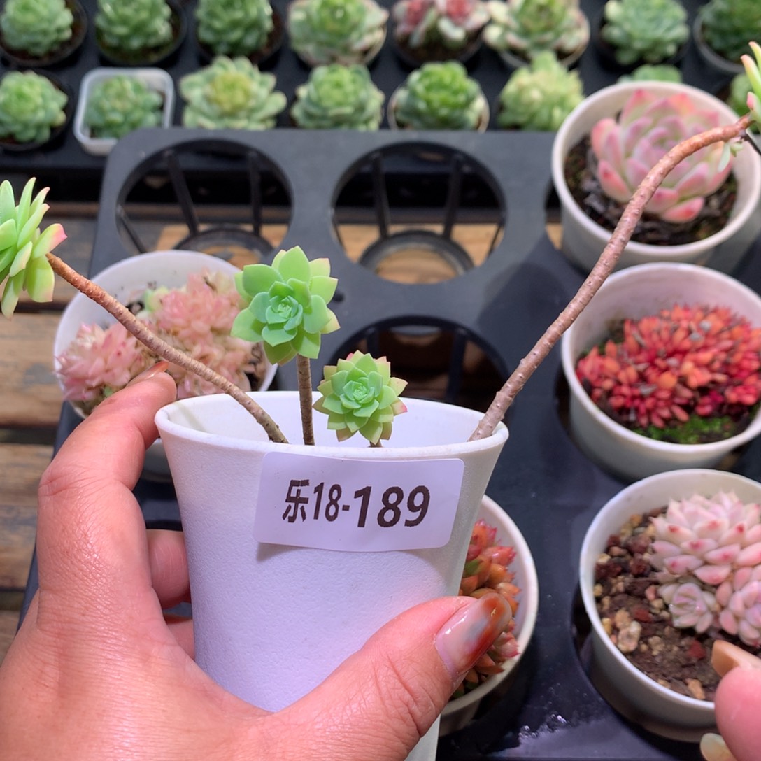 乐然18-189 薄化妆 