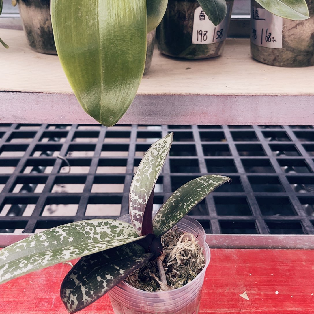 完全开放蝴蝶兰盲盒高货一物一拍 