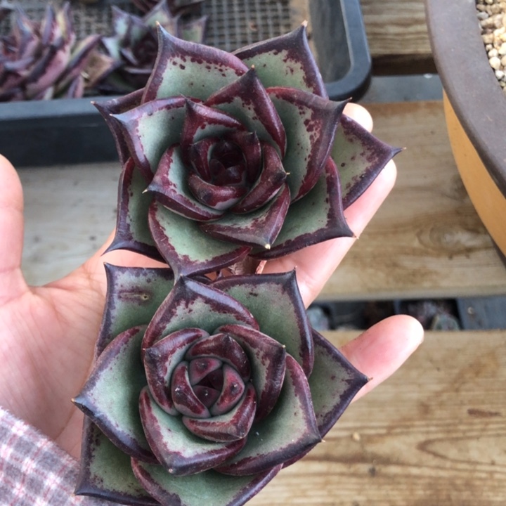 A****?ATH0000000000000000