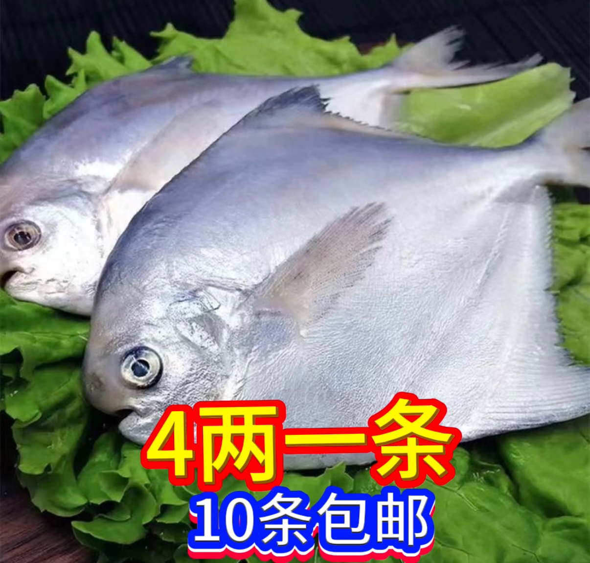 野生海捕银鲳鱼4两一条（10条顺丰包邮）液氮锁鲜包邮