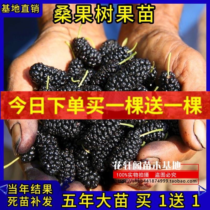 桑葚树苗桑果树苗果桑苗当年结果盆栽地栽室内室外南北方四季种植