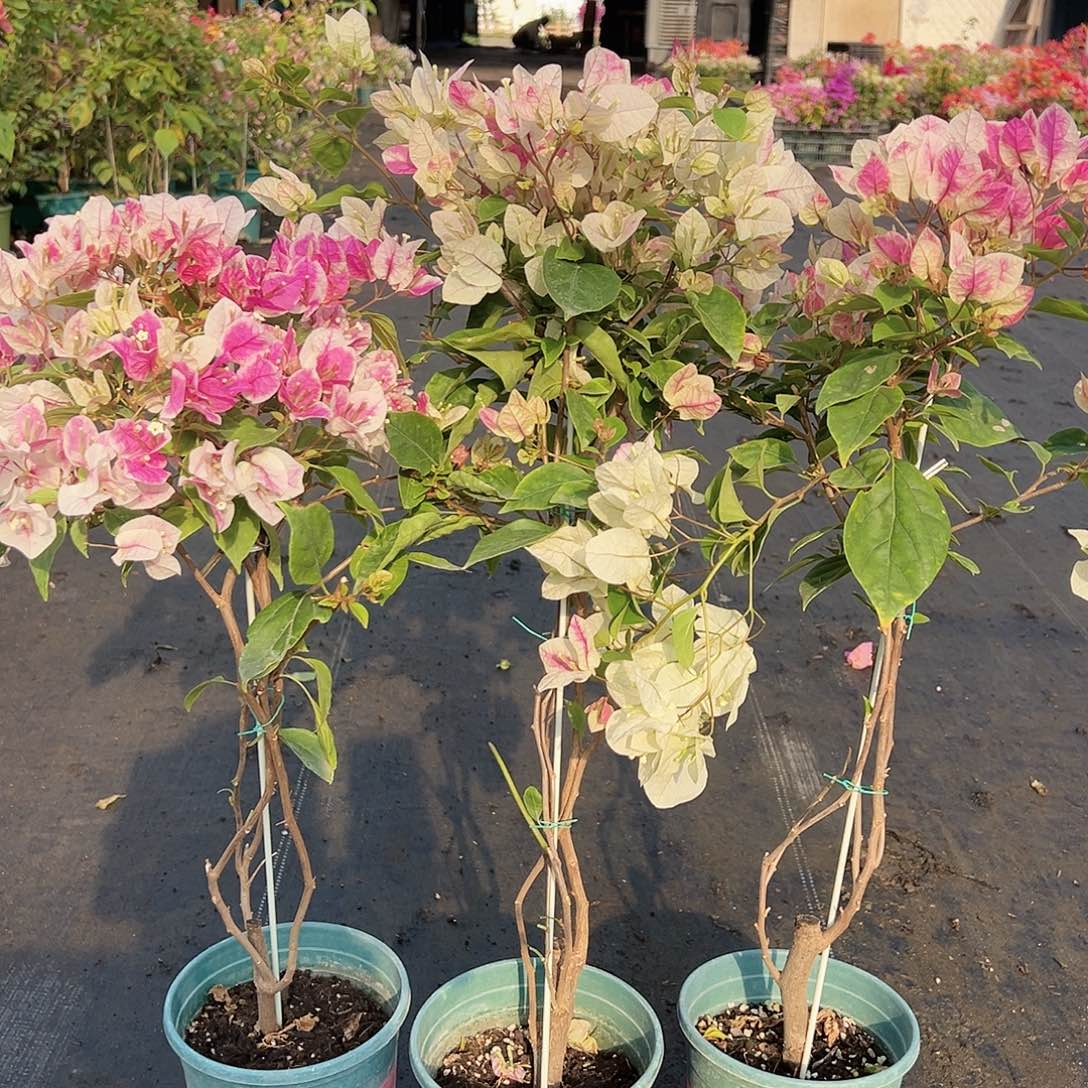 大部分花苞少量开放漳红樱带竹一棵