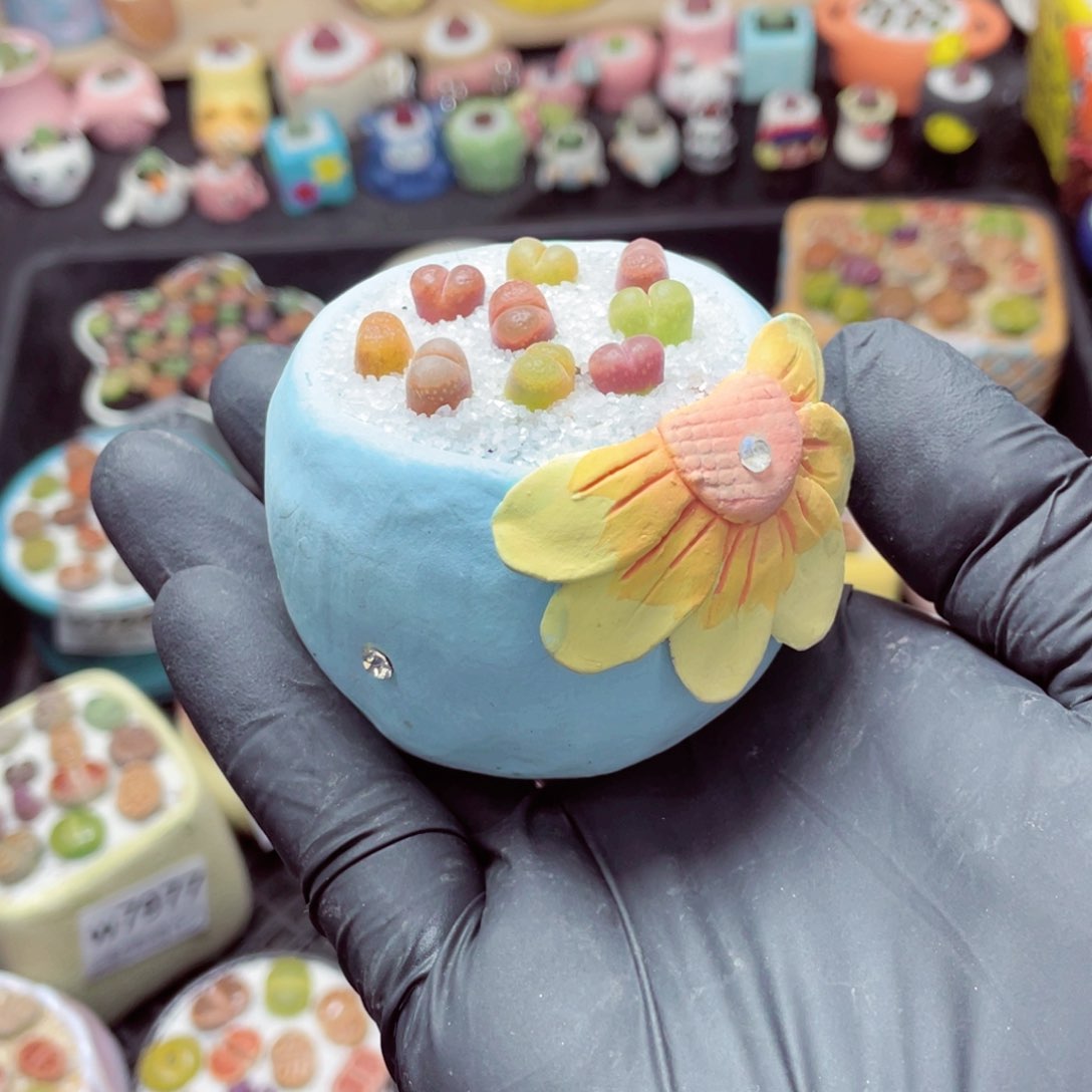 开*w7993--带盆土发货，零下地区拍保温箱