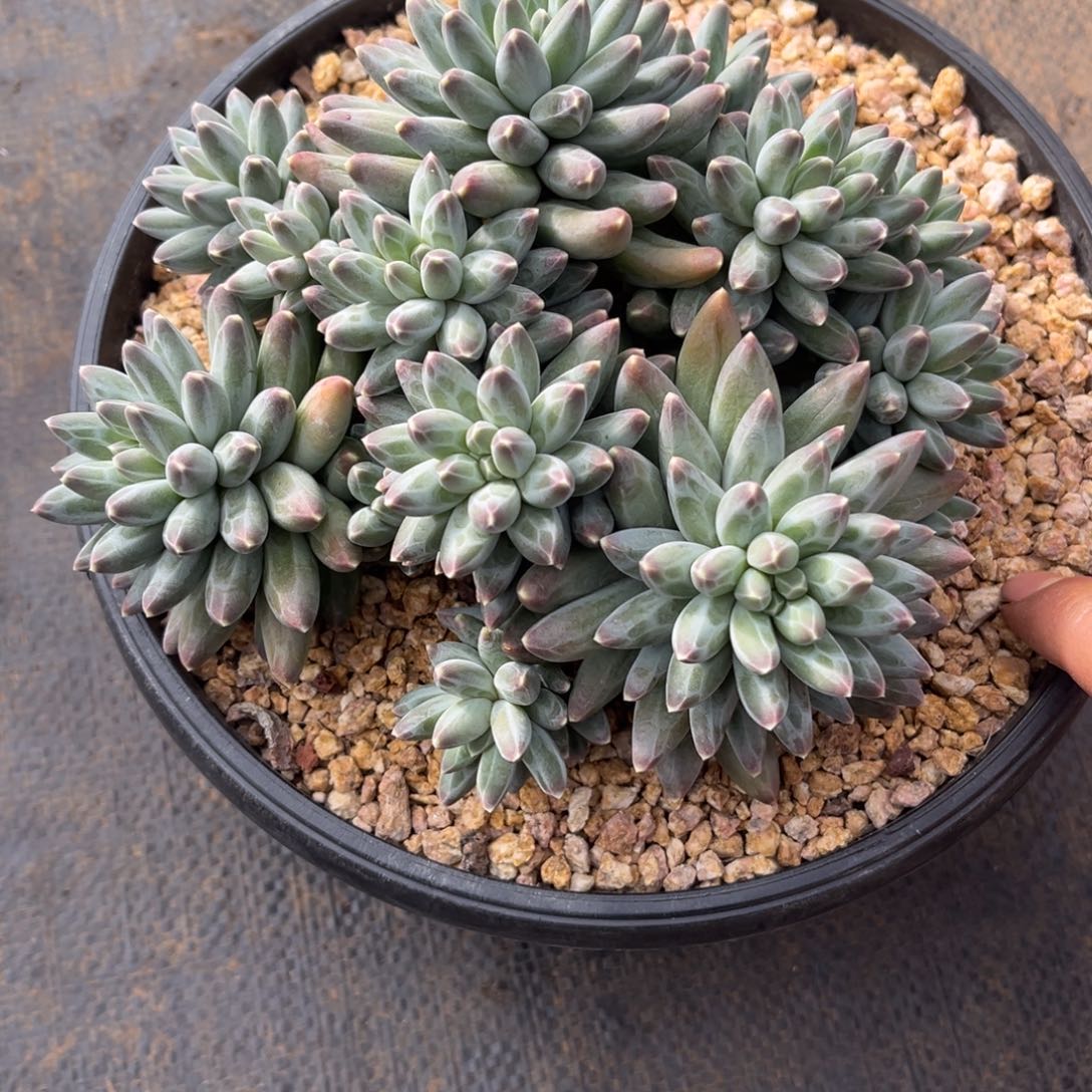 多肉植物多肉植物多肉