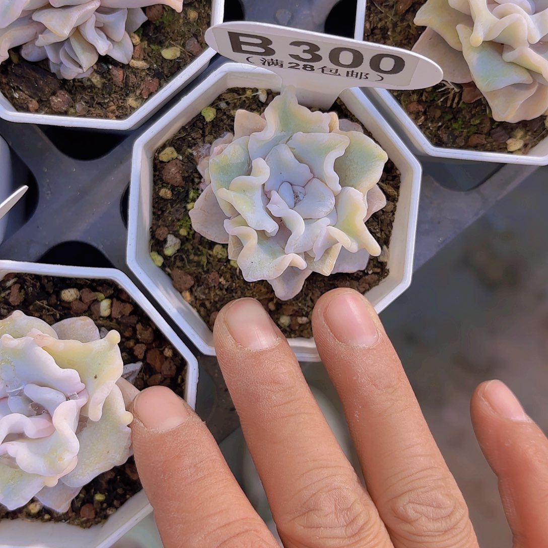 B300饺子皮一物一拍