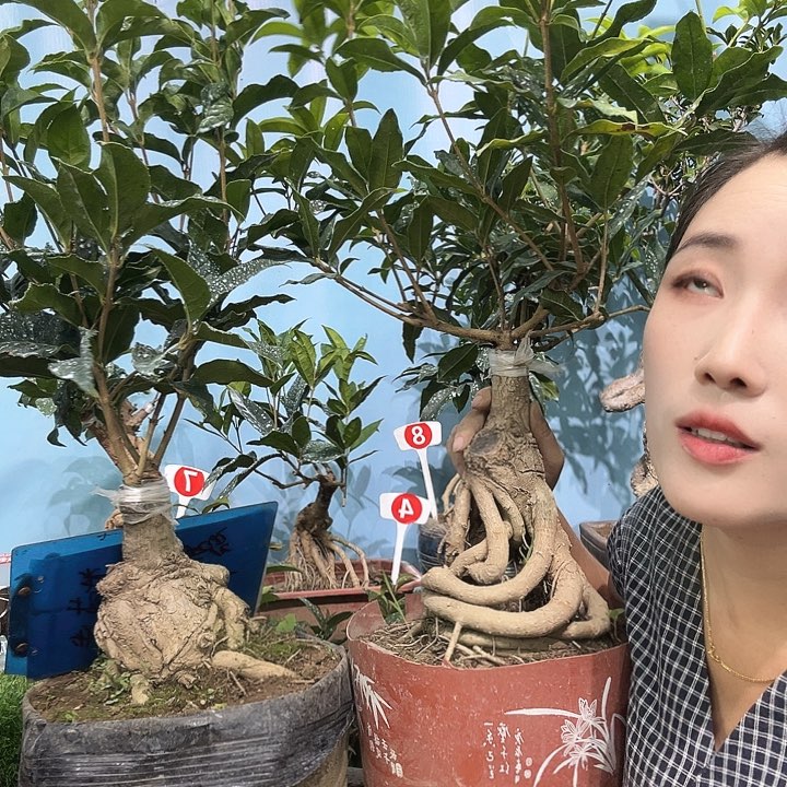 明***器无花朵老金 满堂红1111