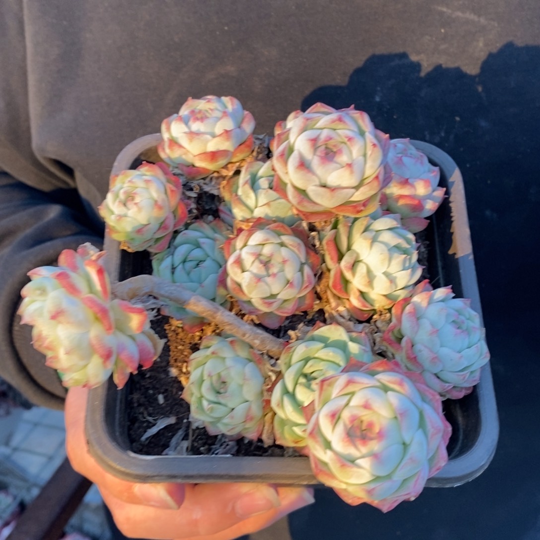 麦秆女王整桩带盆土，120杯