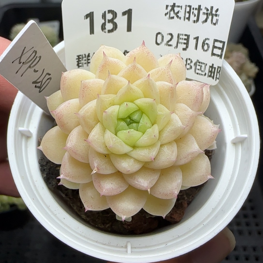 0216-181（XPP-250）