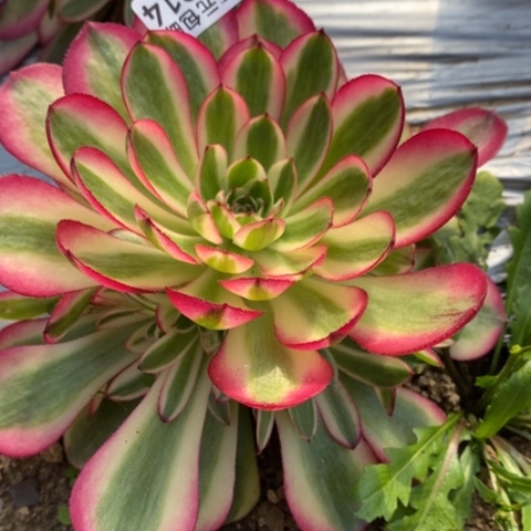 914倾城满25包邮多肉