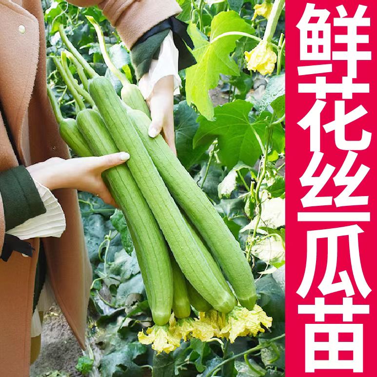 寿光苗场直发鲜花丝瓜苗穴盘育苗家庭种植