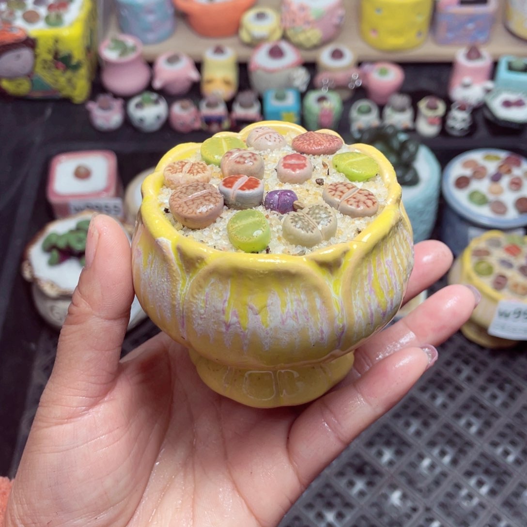 w9965 带盆土发货 -零下地区拍保温箱