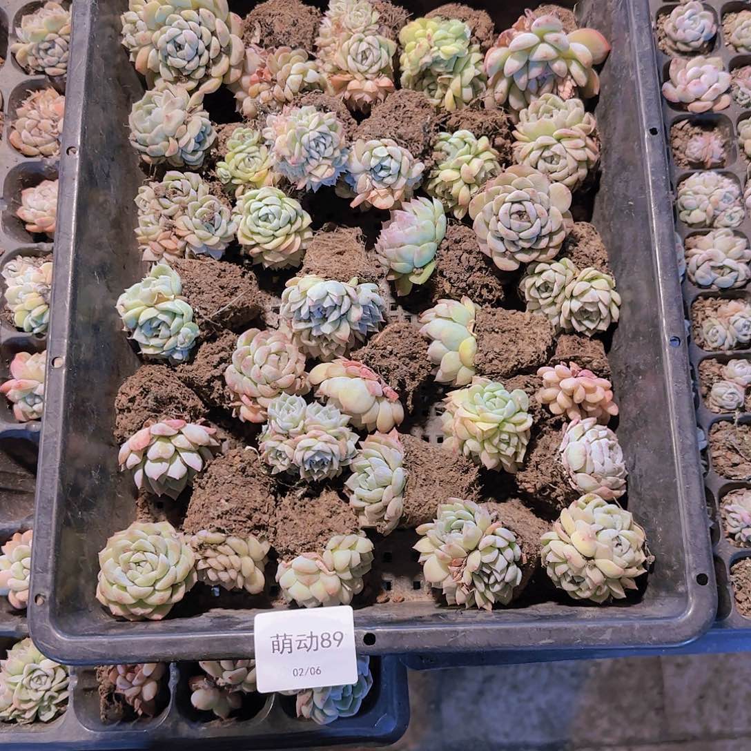 直播一物一拍多肉89