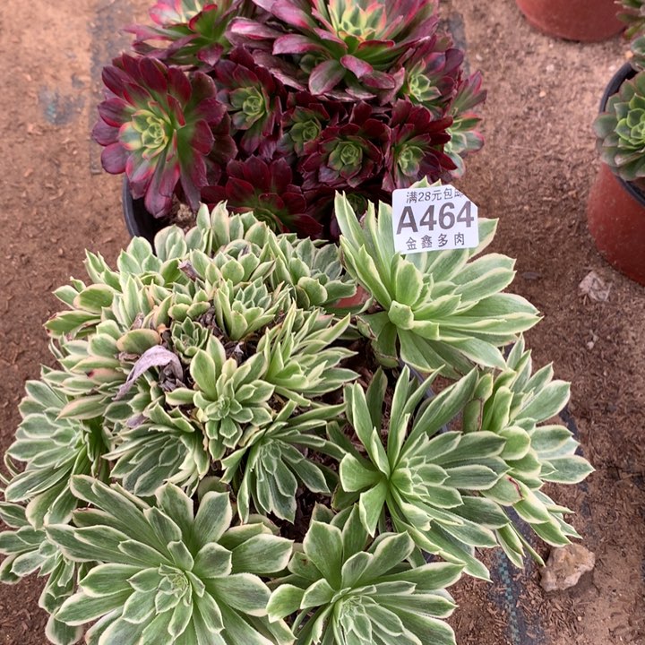 464多肉植物一物一拍
