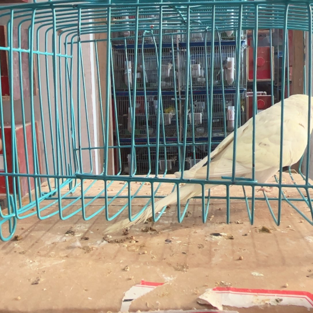 虎皮鹦鹉我的小姐姐